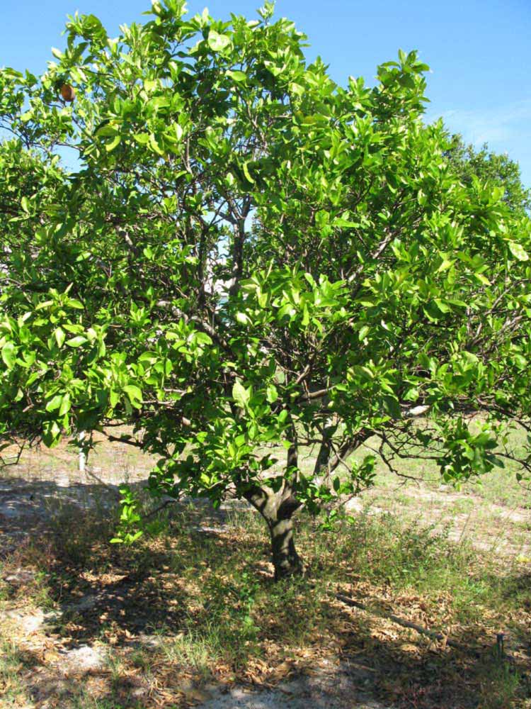            Habit (Winter Haven, FL)   